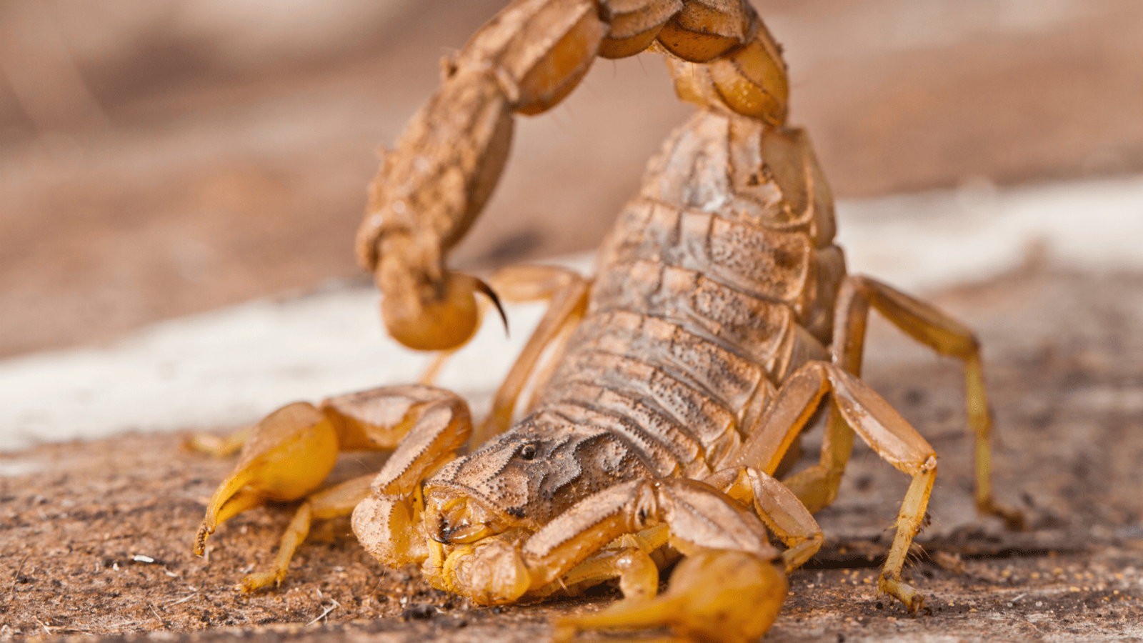 The Scorpion Kingdom: scorpions of the Karoo